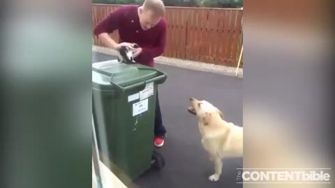 Dog gets jealous of cute kitten