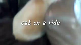 Cat on a ride