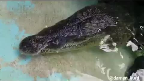 Ra the 9ft West African Crocodile, Baby Tame!!!_Cut.mp4