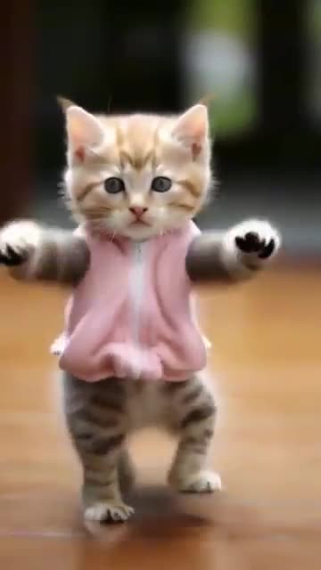 Funny Cats Compilation – Best of Cat Show!