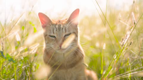 Cat having fun in the sun