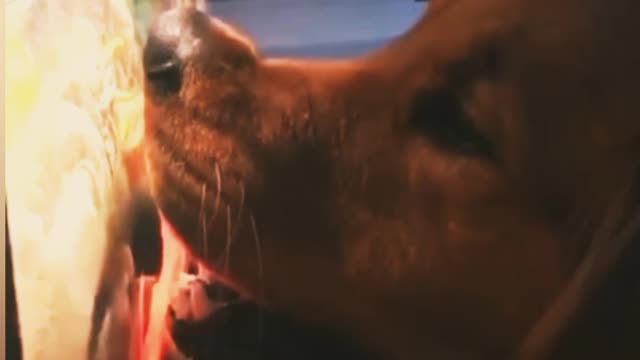 El perro que esperaba mi mamiðŸ¤ðŸ˜ƒ