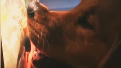 El perro que esperaba mi mami🤭😃
