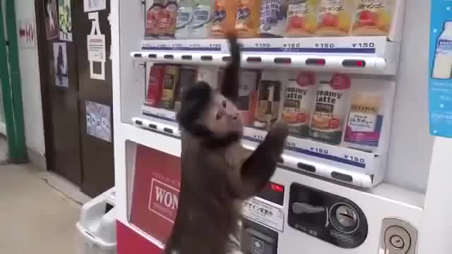 monkey funny video clips