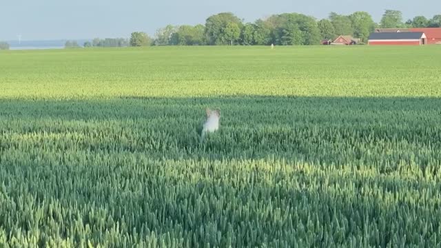 Golden retriever jumps in the field like a bunny