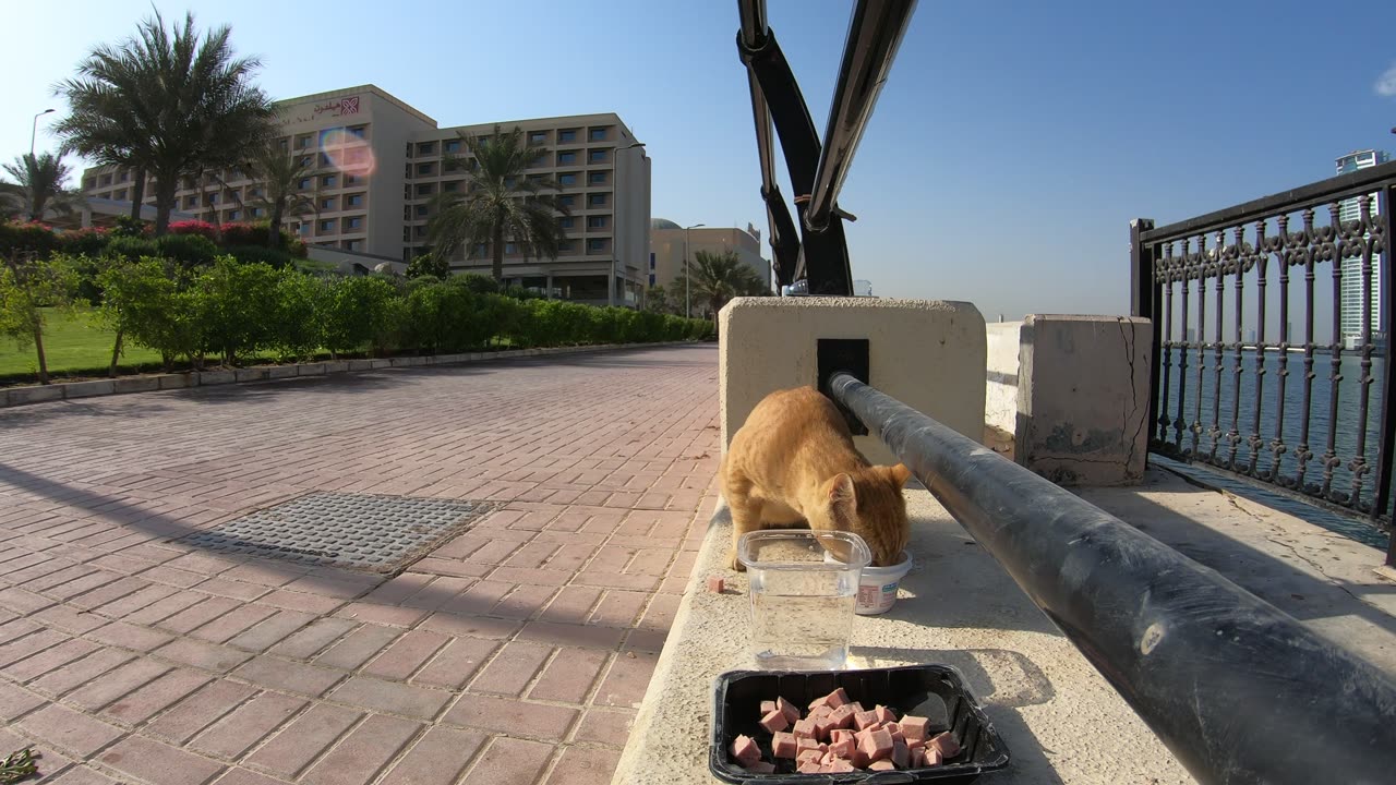 ED SHEERAN & MICHAEL JACKSON - Homeless cats in Ras Al Khaimah, UAE #cat #EdSheeran #MichaelJackson