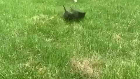 Kitty Train