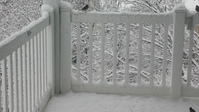 Birds eating on a snowy back deck.