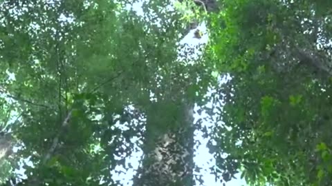 World Nature Views