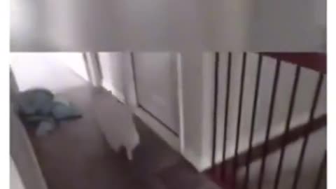 First time Dog Tries Stairs