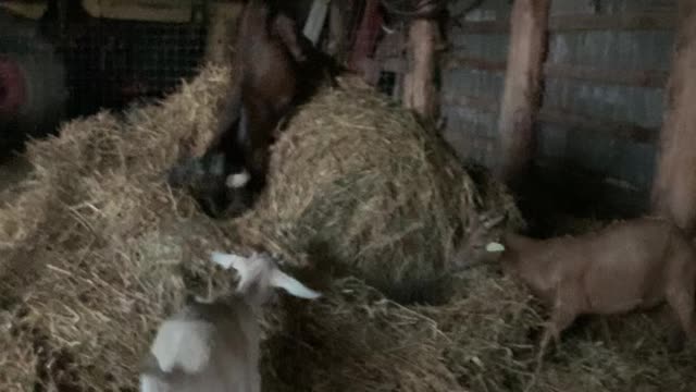 Kiko goats having fun!