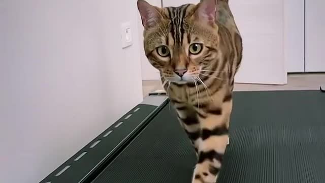 Focused cat training on the treadmill