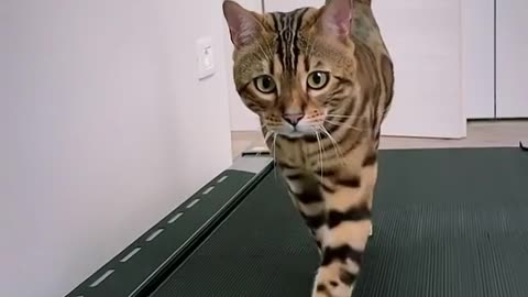 Focused cat training on the treadmill