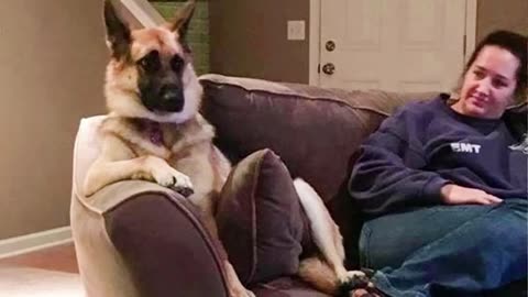 The FUNNIEST DOGS in the World