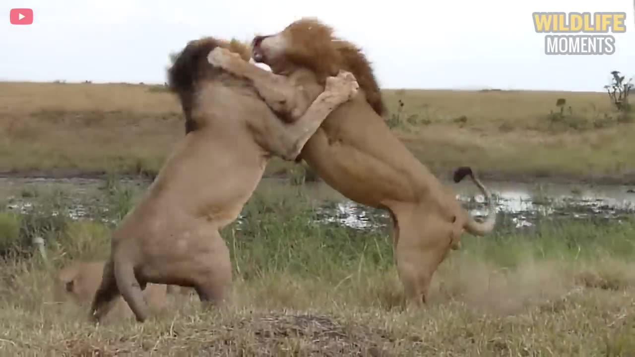 15 Epic Moment Male LION Fight - Wildlife Moments