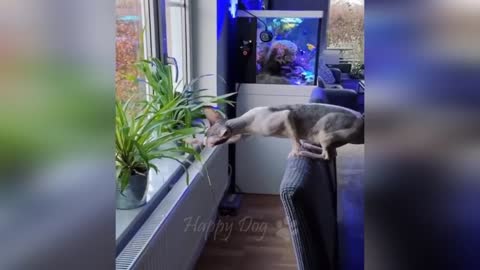 Funny animal videos - Funny Dog Part 5