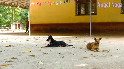 Fake Head Tiger Prank Funny Dog Just for Kids