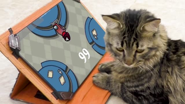 cute cat kills playing among us