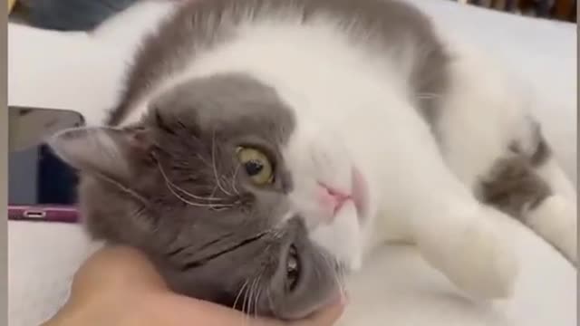 Baby Cats - Cute and Funny Cat Videos Compilation