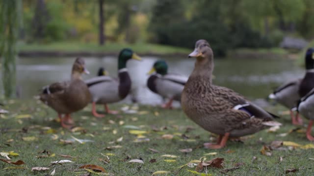 Ducks around the pond