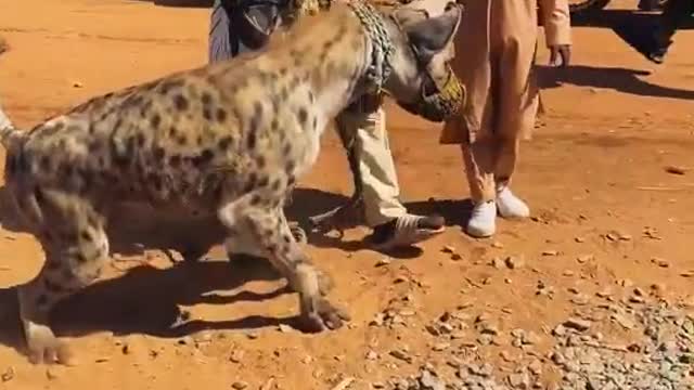 tamed hyenas