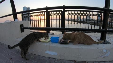 MICHAEL JACKSON & ED SHEERAN - Homeless cats in Ras Al Khaimah, UAE #cat #EdSheeran #MichaelJackson