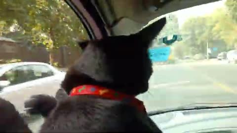 Black cat enjoys Car ride