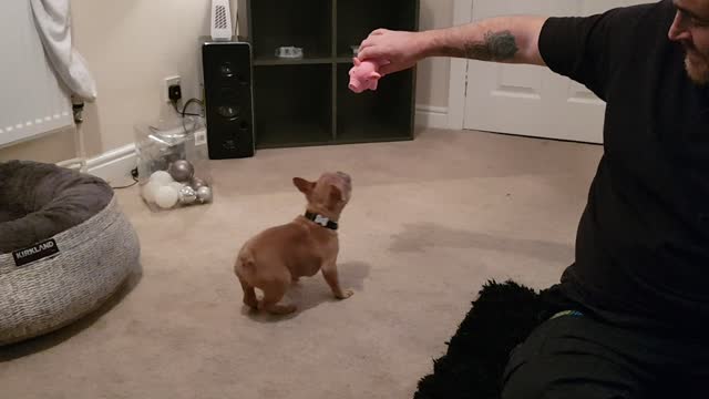 Frenchie puppy loves his new squeaky pig toy