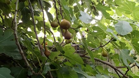 A black Bird comes back to feast on a Fig in the Flemish Tasty Forest