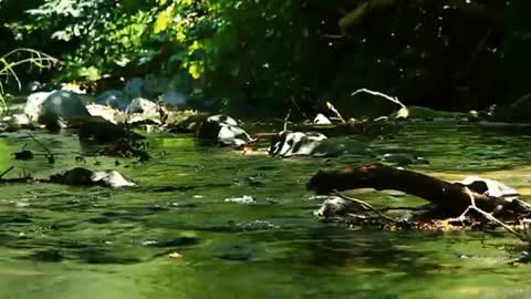 Best Relaxing Music with Rain Sound