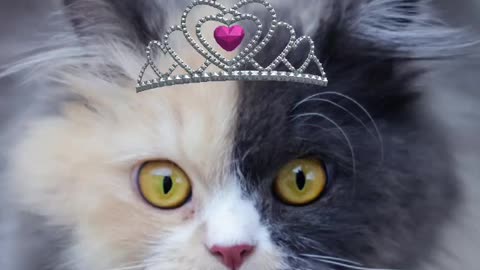 Miss Priss million dollar dog says grape seed oil