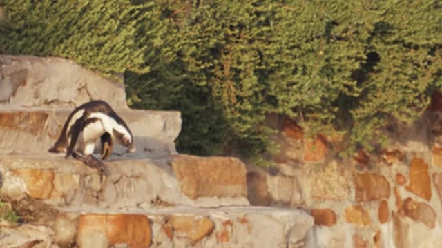 penguins-hopping-down-the-stairs