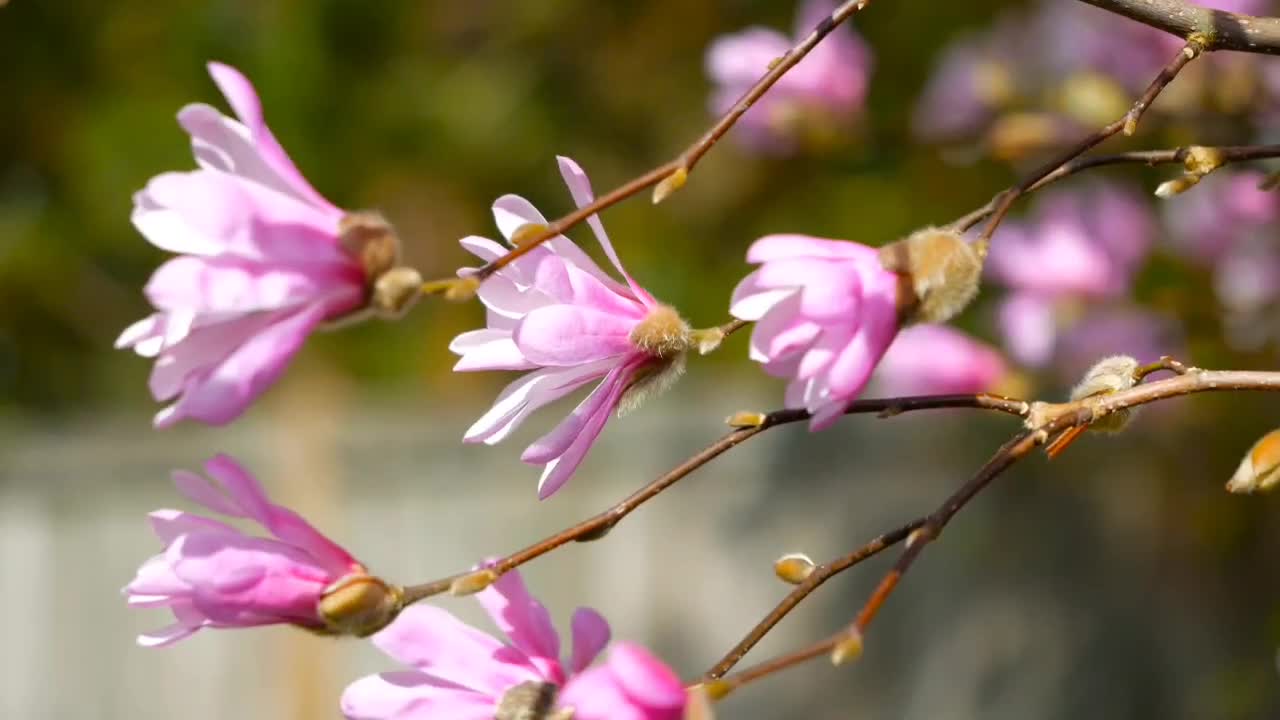 Each flower represents a hope