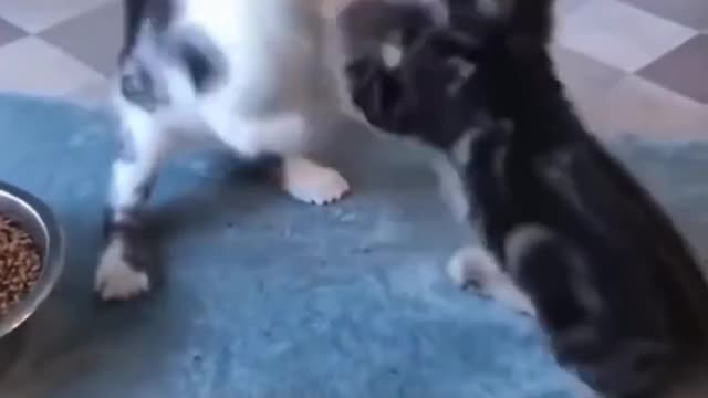 Fighting cats to each other