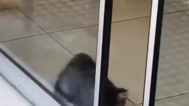 Naughty cat