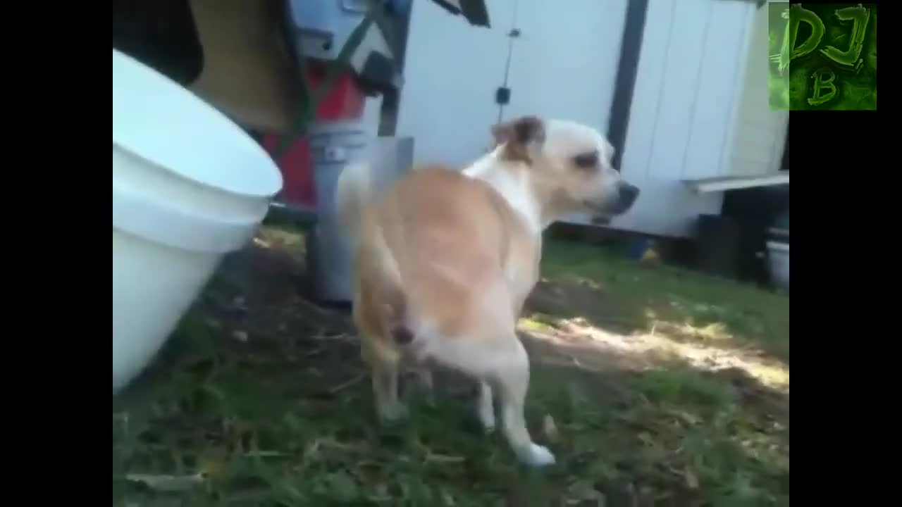 Funny animal farting compilation