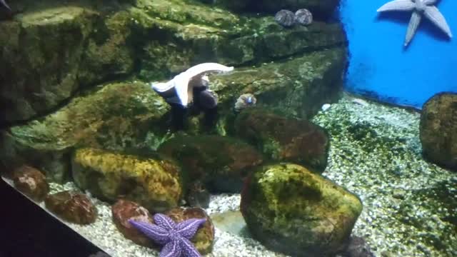 The starfish moves slowly over the stones.
