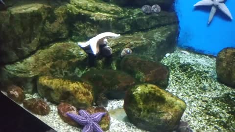 The starfish moves slowly over the stones.