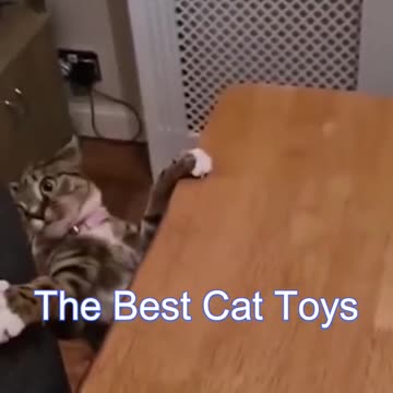 Best Funny Cat Videos | Funniest Cats | Funny Animal Videos | Best Services | #shorts #short