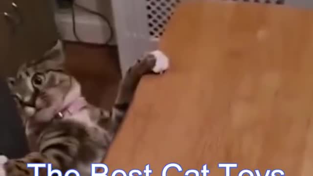 Best Funny Cat Videos | Funniest Cats | Funny Animal Videos | Best Services | #shorts #short