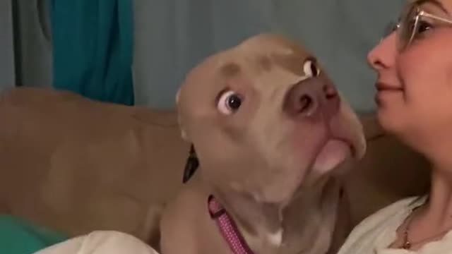 Dog's reaction to being cursed