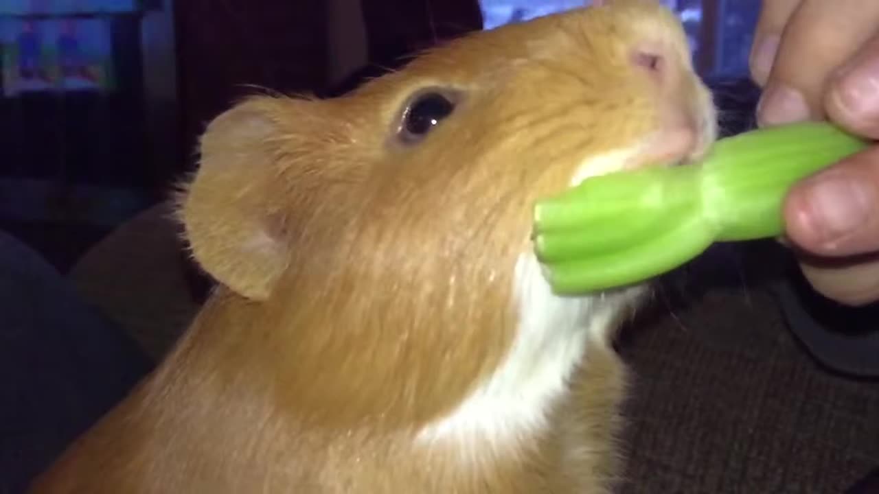 ThunderBolt Chomp Slow Motion