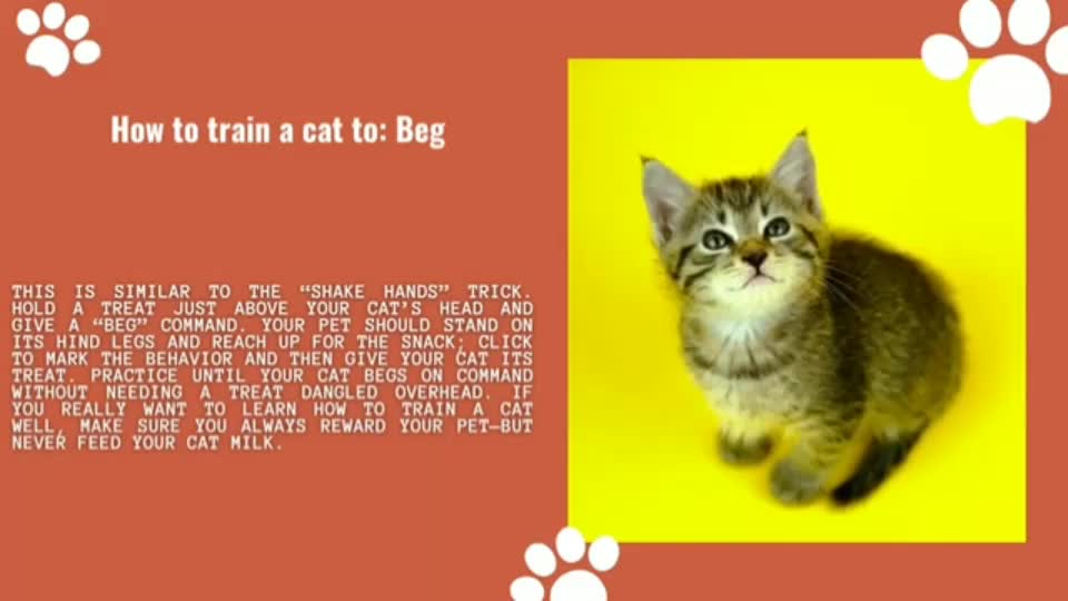 Cat tranning , cat hard tranning