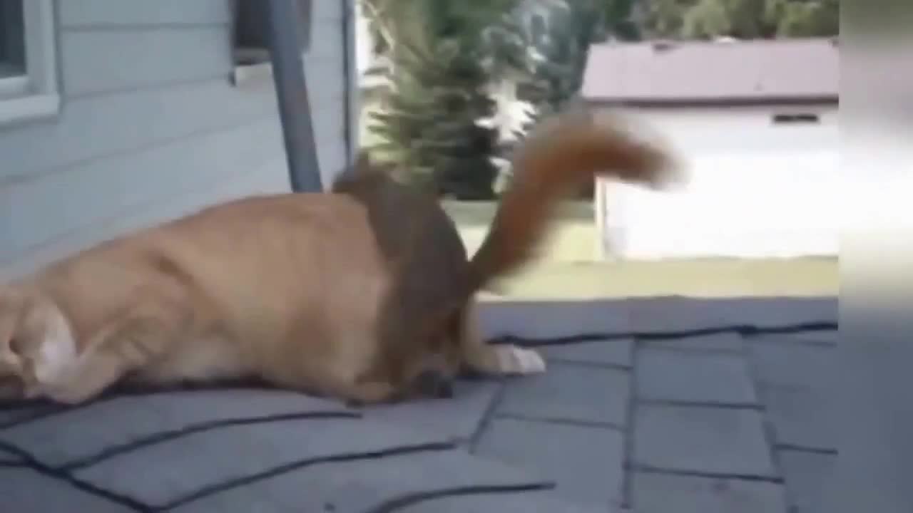 cat playing with squirrel