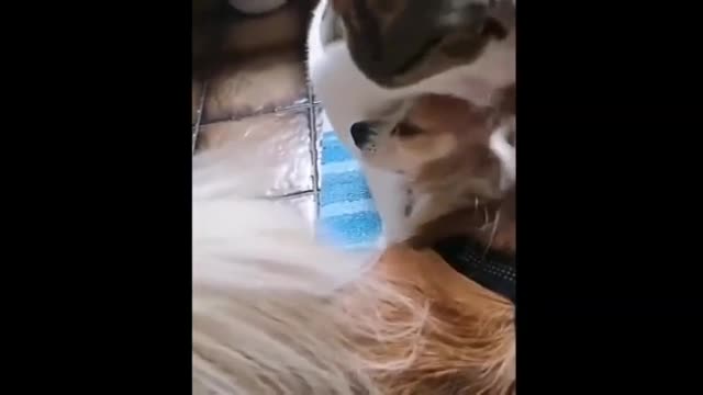 Cats videos very very Funny news 2021 #catfunny #funnyvideos #funnyAnimals #funnyfunny