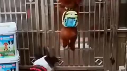 Pets Who Think They’re Humans – Hilarious and Adorable!