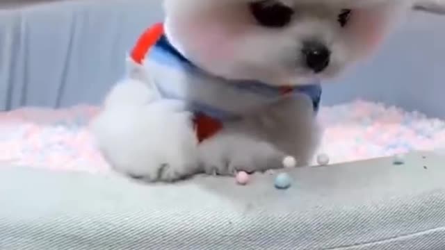 cute puppy enjoy with her gardeiun.