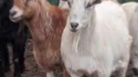 Caught on Camera Pet Goat Stolen from California Home