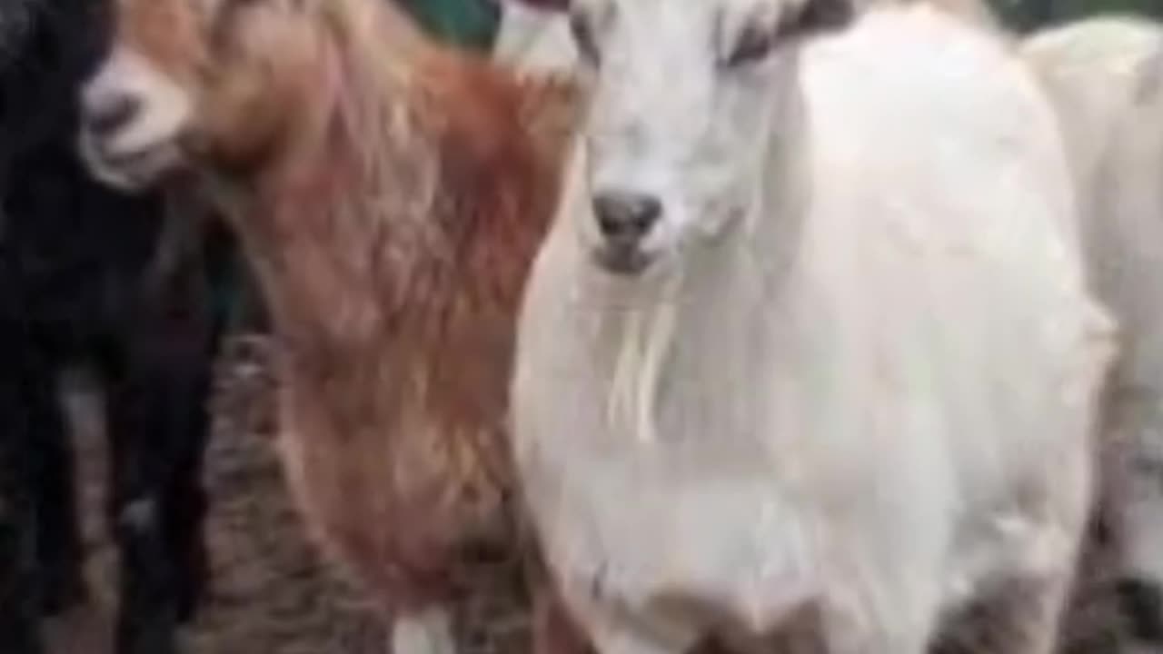 Caught on Camera Pet Goat Stolen from California Home