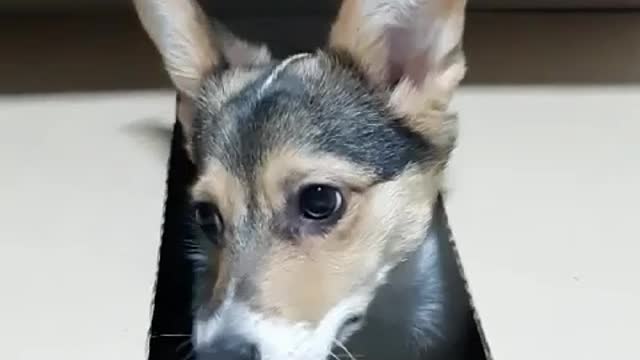 Playing hide-and-seek with dogs
